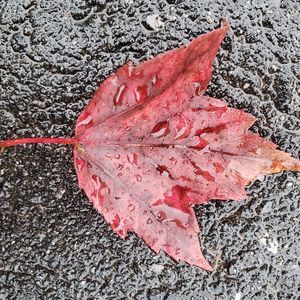 Meet your Posher, Ellen